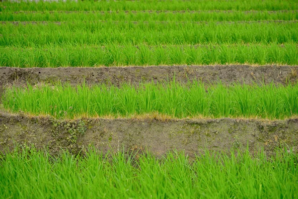 Красиві Зелені Рисові Поля Блакитним Небом Концепція Фону — стокове фото