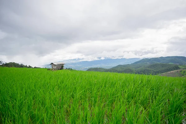 Beautiful Green Rice Fields Blue Sky Background Concept — Stock Photo, Image