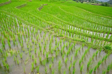 güzel yeşil pirinç tarlaları mavi gökyüzü, arka plan kavramı ile