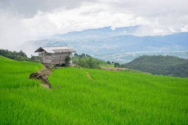 güzel yeşil pirinç tarlaları mavi gökyüzü, arka plan kavramı ile