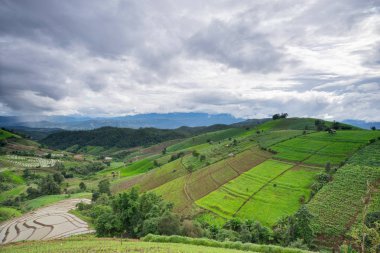 güzel yeşil pirinç tarlaları mavi gökyüzü, arka plan kavramı ile