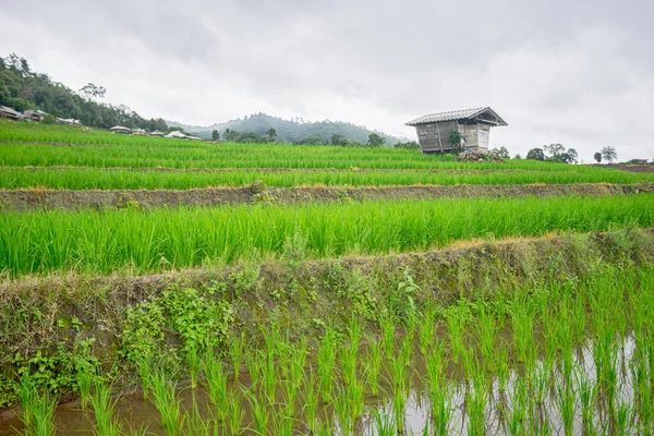 Hermosos Campos Arroz Verde Con Cielo Azul Concepto Fondo —  Fotos de Stock