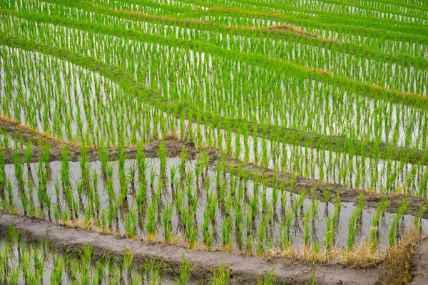 Hermosos Campos Arroz Verde Con Cielo Azul Concepto Fondo —  Fotos de Stock