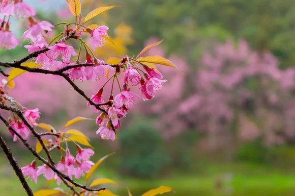 Piękny Kwiat Wiśni Lub Sakura Kwiaty Tło Koncepcja Tła — Zdjęcie stockowe