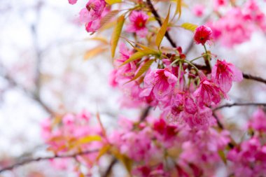 Güzel kiraz çiçekleri veya sakura çiçekleri arka plan, arka plan konsepti