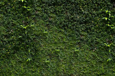 Doğal yeşil yapraklar duvar arkaplanı, arkaplan kavramı, doku kavramı