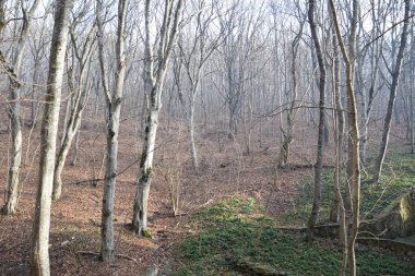 Dağlarda yaprakları olmayan sonbahar ormanı