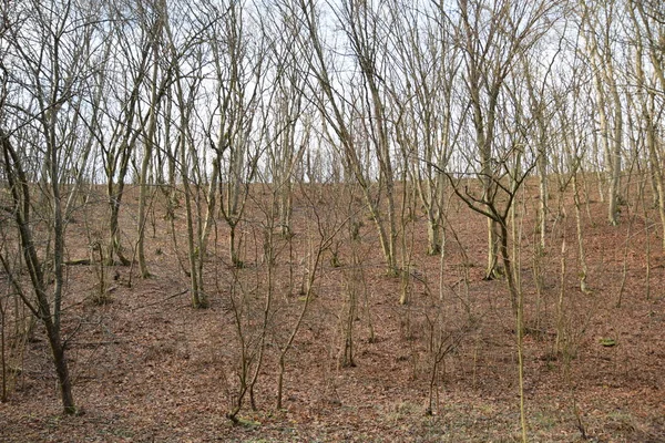 Dağlarda yaprakları olmayan sonbahar ormanı