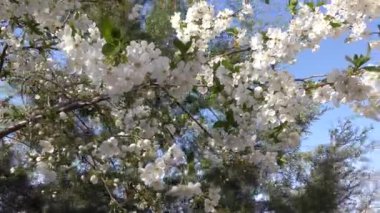 Bahçede açan bahar ağaçları