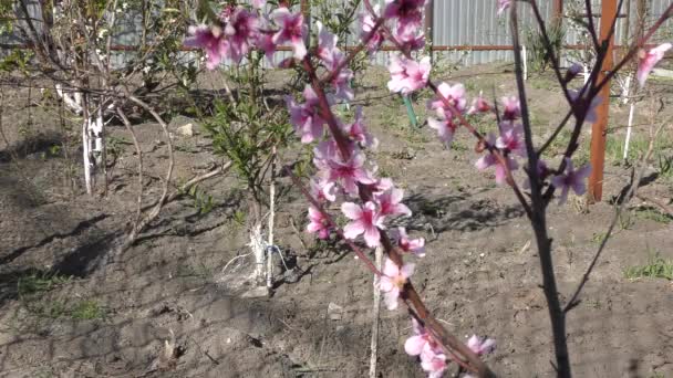 Árboles Florecientes Primavera Jardín — Vídeos de Stock