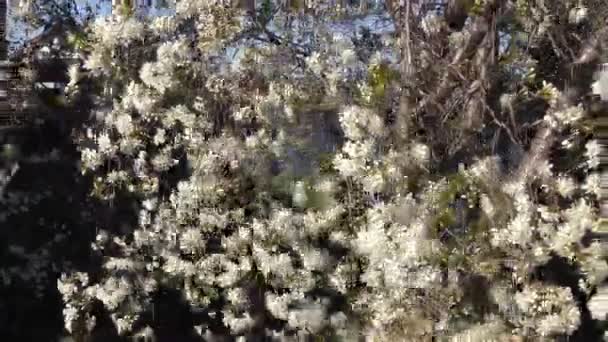 Vårblomstrende Trær Hagen – stockvideo