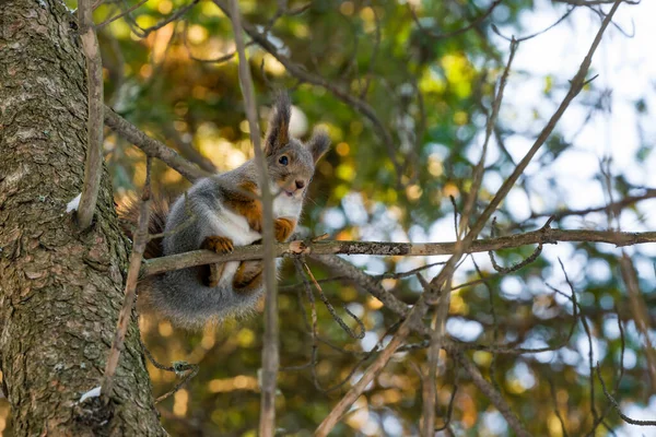 Eichhörnchen Auf Einem Ast Park — Stockfoto