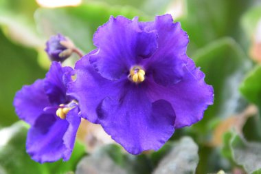 Ev menekşesi çiçekleri yakın plan.