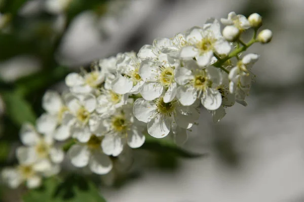 Blooming Bird Cherry Home Garden Close — Stock Photo, Image