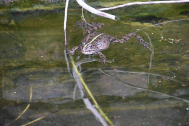 Evdeki gölette kurbağa, yakın plan.