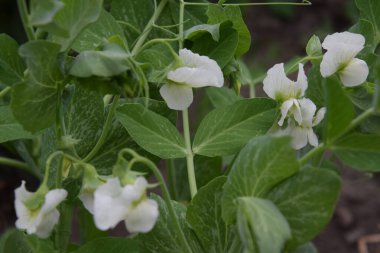 Yakın planda çiçek açan bezelyeler.