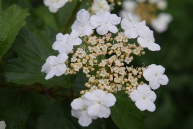 Viburnum bir dalda çiçek açıyor.
