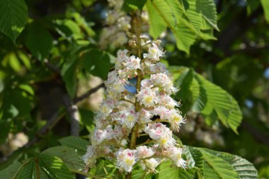 Parkta çiçek açan kestane ağaçları.