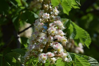 Parkta çiçek açan kestane ağaçları.