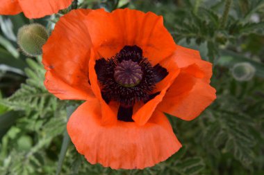 Ev bahçesinde çiçekli gelincik. Yakın plan.