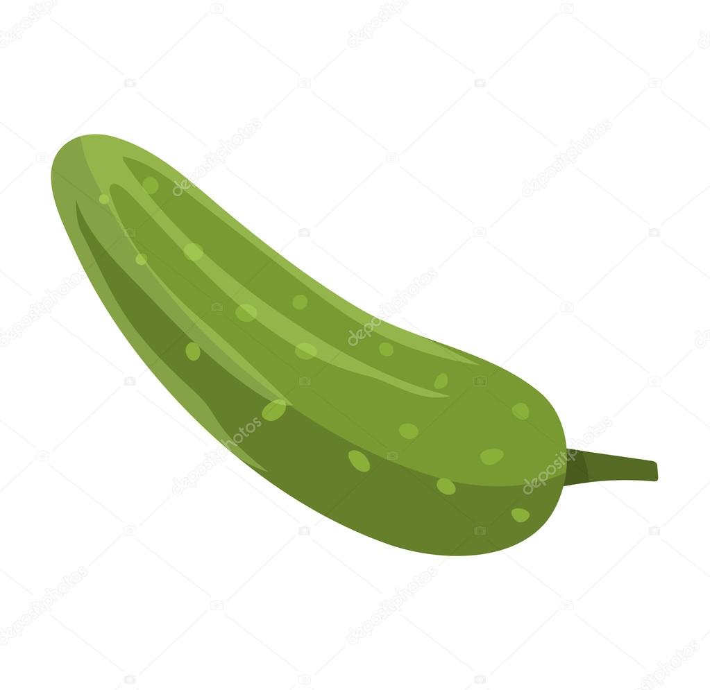 Fresh green cucumber isolated vector