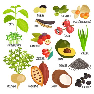 Vejetaryen superfood sağlıklı sebze vektör.