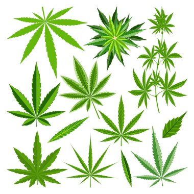 Marihuana yaprağı vektör set