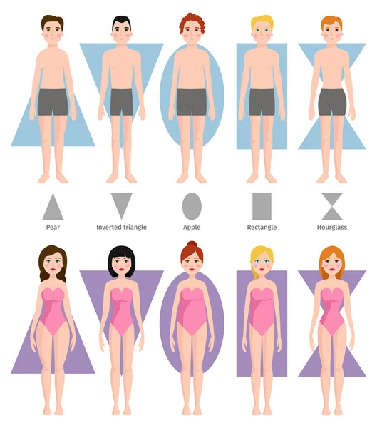 Ilustração vetorial de diferentes tipos de forma corporal . — Vetor de Stock