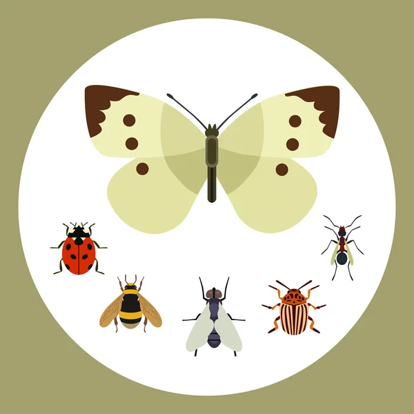 Insekt Symbol flach isoliert Natur fliegen Schmetterling Käfer Ameise und Wildtiere Spinne Heuschrecke oder Mücke Schabe Tier Biologie Grafik Vektor Illustration. — Stockvektor