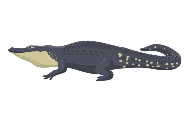 Çizgi film yeşil timsah tehlike predator ve Avustralya vahşi yaşam Nehri sürüngen etobur timsah ölçekler dişler düz vektör çizim ile.