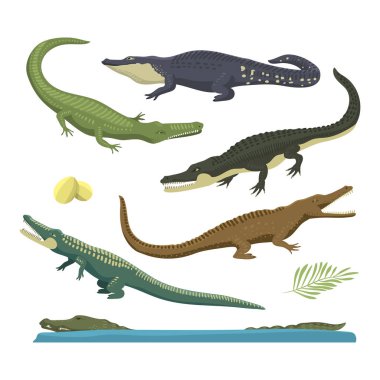 Çizgi film yeşil timsah tehlike predator ve Avustralya vahşi yaşam Nehri sürüngen etobur timsah ölçekler dişler düz vektör çizim ile.