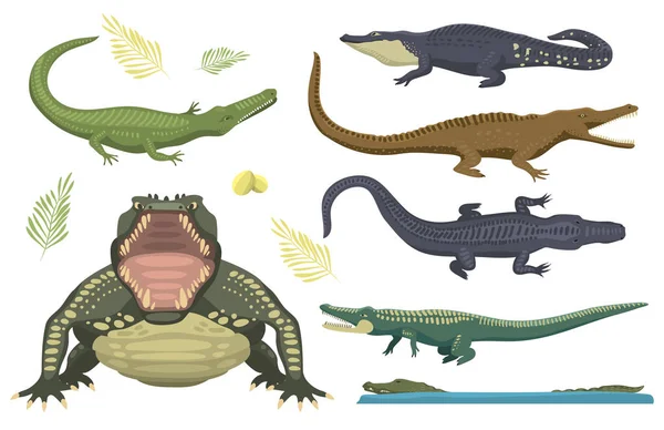 Desenhos animados verde crocodilo perigo predador e australiano vida selvagem réptil carnívoro jacaré com escamas dentes plana vetor ilustração . —  Vetores de Stock