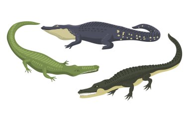 Çizgi film yeşil timsah tehlike predator ve Avustralya vahşi yaşam Nehri sürüngen etobur timsah ölçekler dişler düz vektör çizim ile.