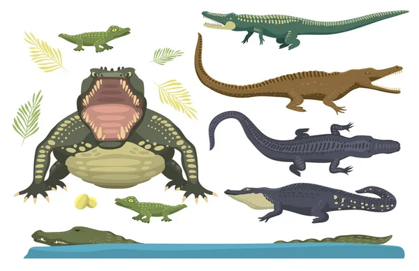 Desenhos animados verde crocodilo perigo predador e australiano vida selvagem réptil carnívoro jacaré com escamas dentes plana vetor ilustração . —  Vetores de Stock