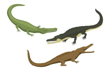 Çizgi film yeşil timsah tehlike predator ve Avustralya vahşi yaşam Nehri sürüngen etobur timsah ölçekler dişler düz vektör çizim ile.