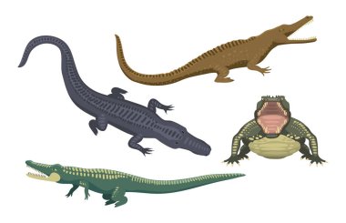 Çizgi film yeşil timsah tehlike predator ve Avustralya vahşi yaşam Nehri sürüngen etobur timsah ölçekler dişler düz vektör çizim ile.