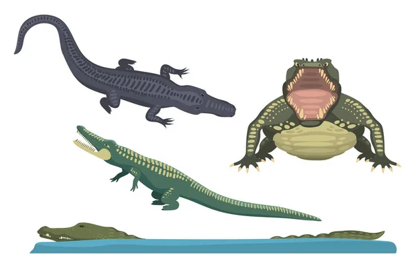 卡通绿色鳄鱼危险捕食者和澳大利亚野生动物河爬行动物的食肉动物短吻鳄与鳞片牙齿平面矢量图. — 图库矢量图片