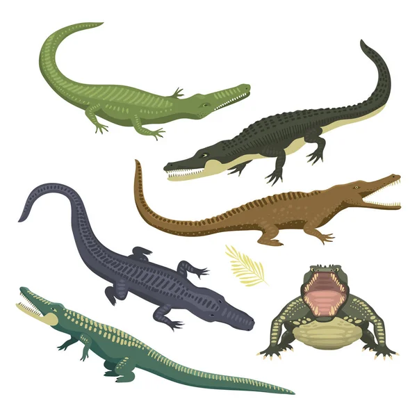 Desenhos animados verde crocodilo perigo predador e australiano vida selvagem réptil carnívoro jacaré com escamas dentes plana vetor ilustração . —  Vetores de Stock