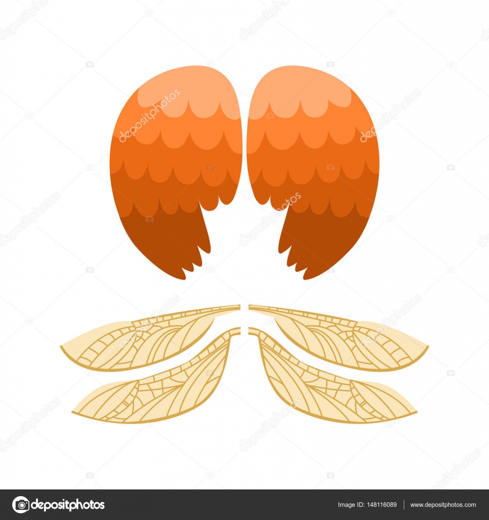 Wings isolated animal feather pinion bird freedom flight and natural hawk life peace design