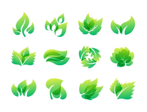 Зелене листя еко дизайн дружня природа елегантність символ і натуральний елемент екологія органічні Векторні ілюстрації . — стоковий вектор