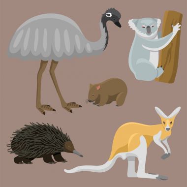 Avustralya vahşi hayvanlar popüler doğa karakterler düz stil memeli koleksiyonu vektör çizim karikatür.