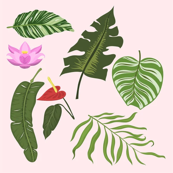 Folhas tropicais verão selva exótica verde folha de palma natureza planta botânica hawaii flora vetor ilustração . —  Vetores de Stock