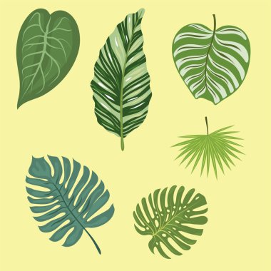 Tropikal yaprak yaz yeşil egzotik orman palmiye yaprağı doğa bitki botanik hawaii flora vektör çizim.