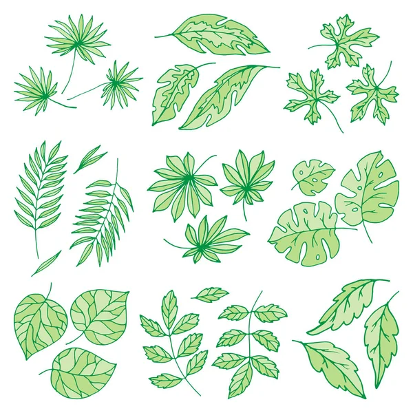 Different tropical leaves summer green exotic jungle palm leaf nature plant botanical hawaii flora vector illustration. — Stock Vector