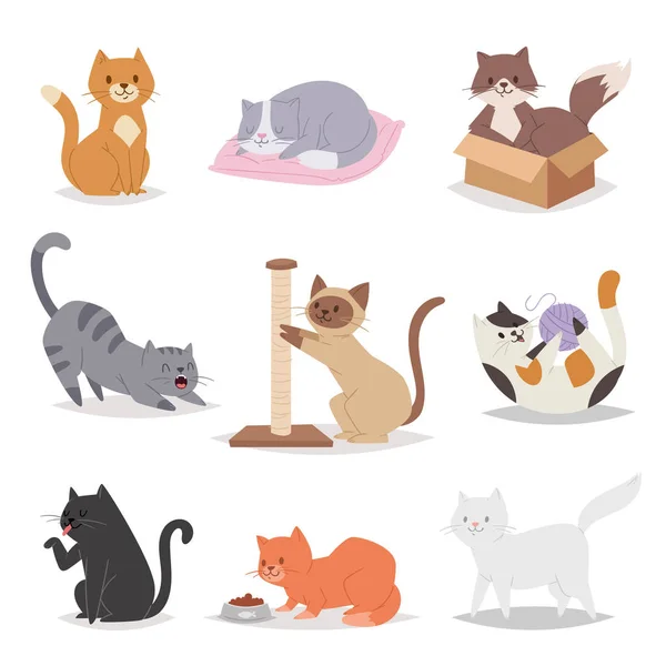Komik karikatür kedi karakterleri farklı doğurmak illüstrasyon. Kitty genç evde beslenen hayvan — Stok Vektör