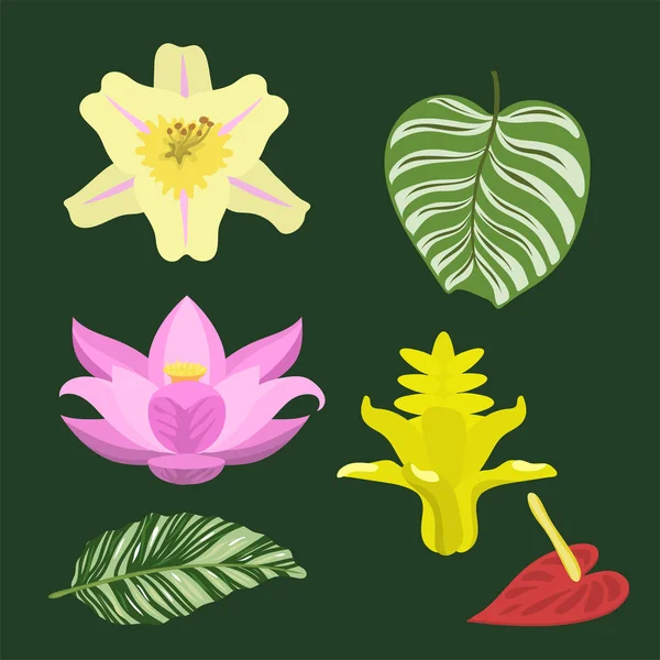 Hojas tropicales verano verde selva exótica hoja de palma naturaleza planta botánica hawaii flora vector ilustración . — Vector de stock
