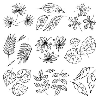 Vektör siyah yaprakları palmiye ağacı yaprak yaz beyaz doğa illüstrasyon tasarımı beyaz arka plan tropikal bitki broşür yeşillik sanat egzotik yapraklı dal üzerinde izole