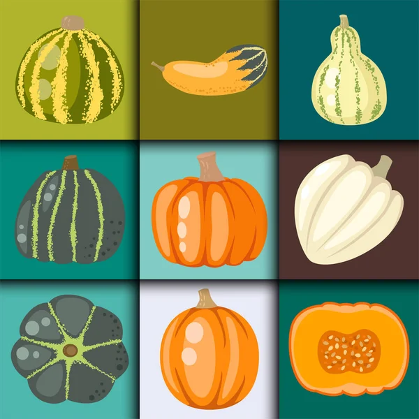 Frischer Orangenkürbis dekorativ saisonal reifes Essen bio gesund vegetarisches Gemüse Vektor — Stockvektor