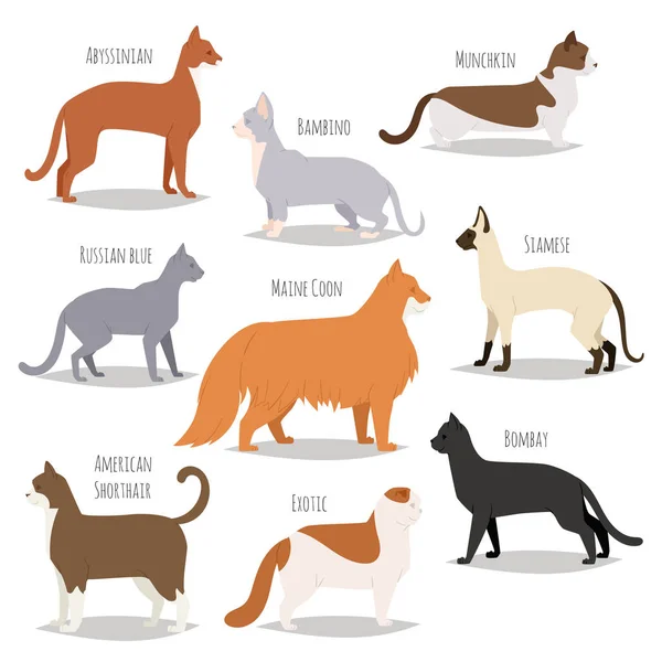 Différentes races de chats mignon chat dessin animé animal mignon personnage animal jeu illustration — Image vectorielle