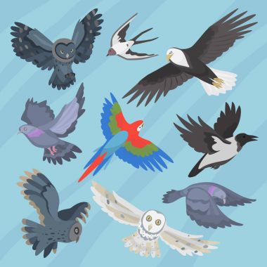 Farklı uçan kuş doğurmak tür yarış zorlanma hisse senedi renkli baykuş izole hayvan Gaga vektör çizim ile vahşi